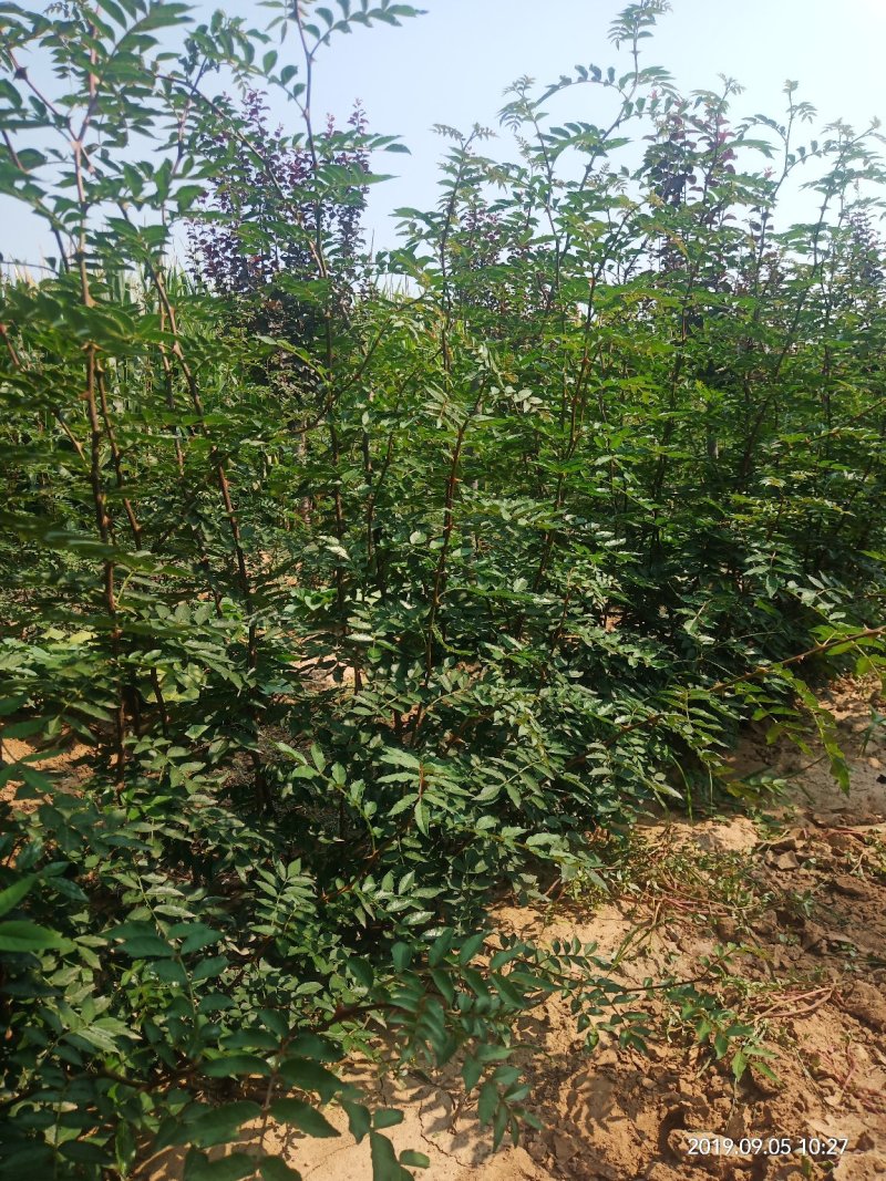 无刺花椒苗狮子头苗，大红袍花椒苗，高产，提供种植技术