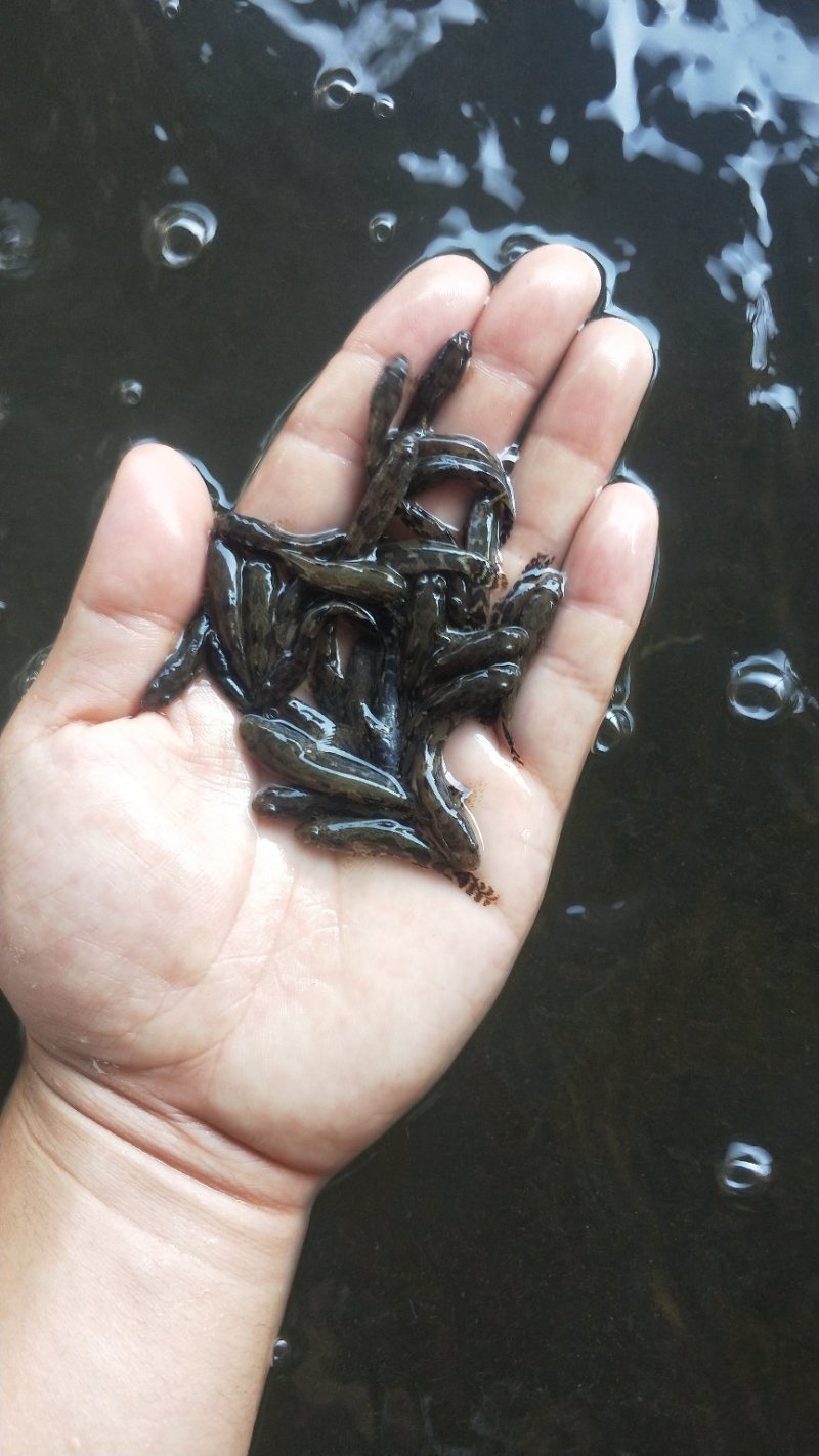 笋壳鱼苗长脚蟹生猛鲜活