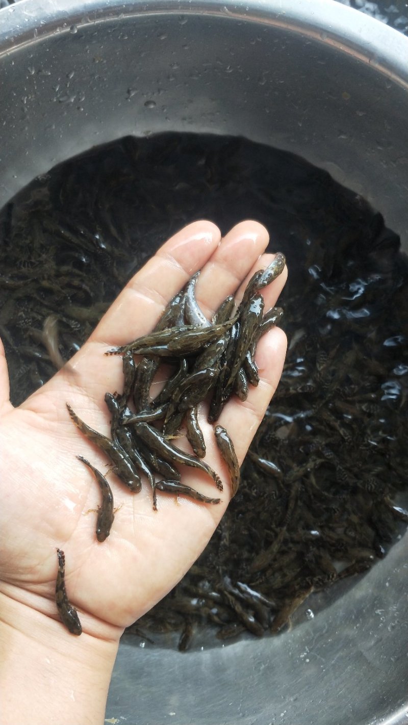 笋壳鱼苗长脚蟹生猛鲜活