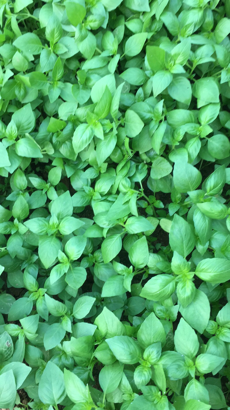 白花菜，木公花菜，荆菜大量上市