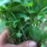 白花菜，木公花菜，荆菜大量上市