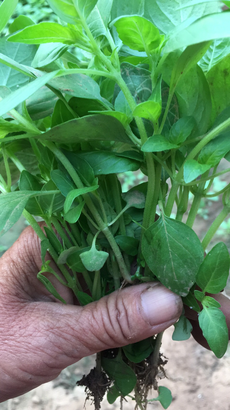 白花菜，木公花菜，荆菜大量上市