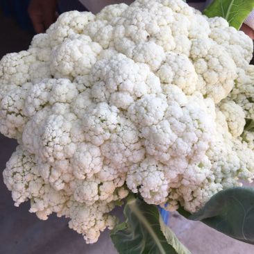 白花菜，木公花菜，荆菜大量上市