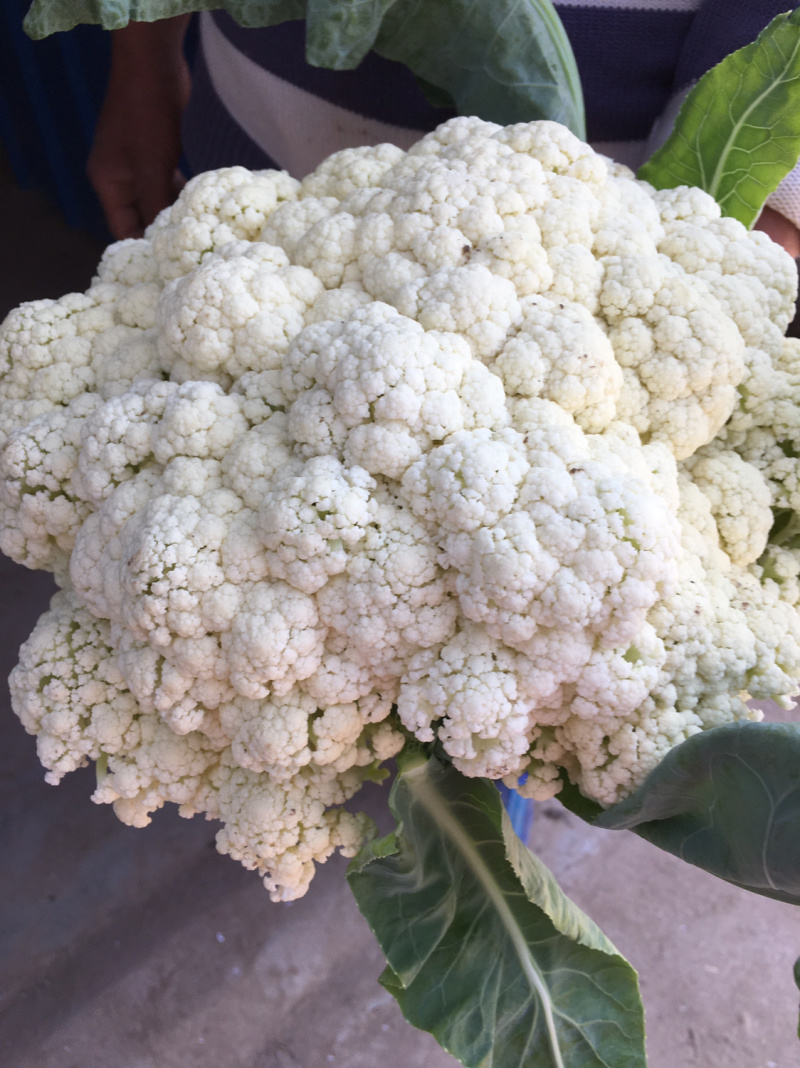 白花菜，木公花菜，荆菜大量上市