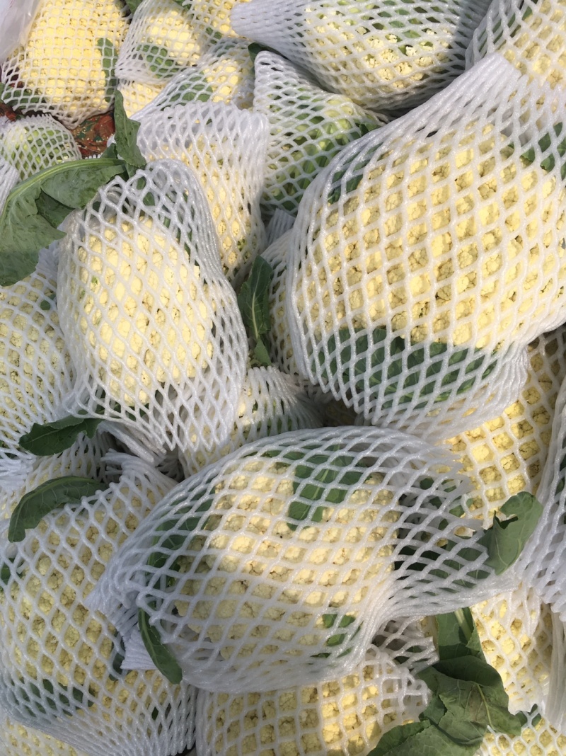 白花菜，木公花菜，荆菜大量上市