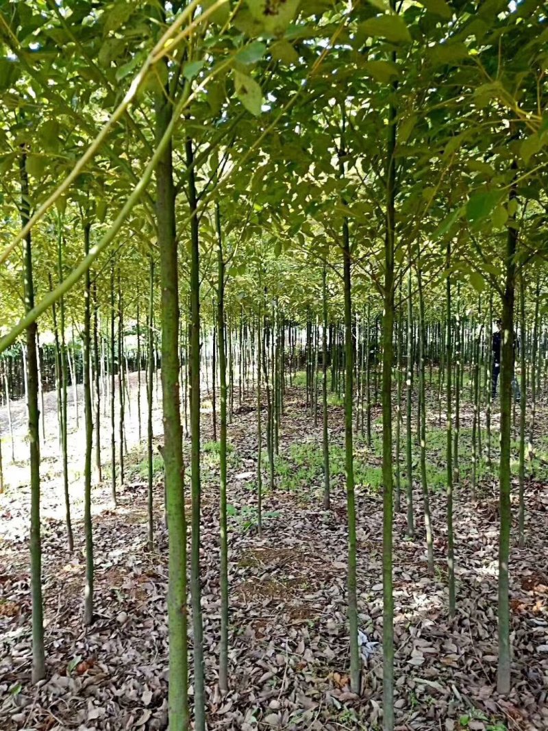 大叶香樟树苗绿化工程苗木香樟树小苗常青庭院绿化树