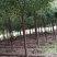 大叶香樟树苗绿化工程苗木香樟树小苗常青庭院绿化树