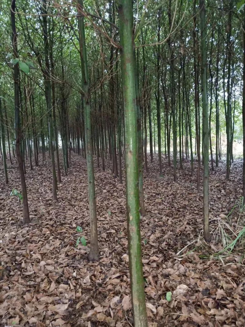 大叶香樟树苗绿化工程苗木香樟树小苗常青庭院绿化树