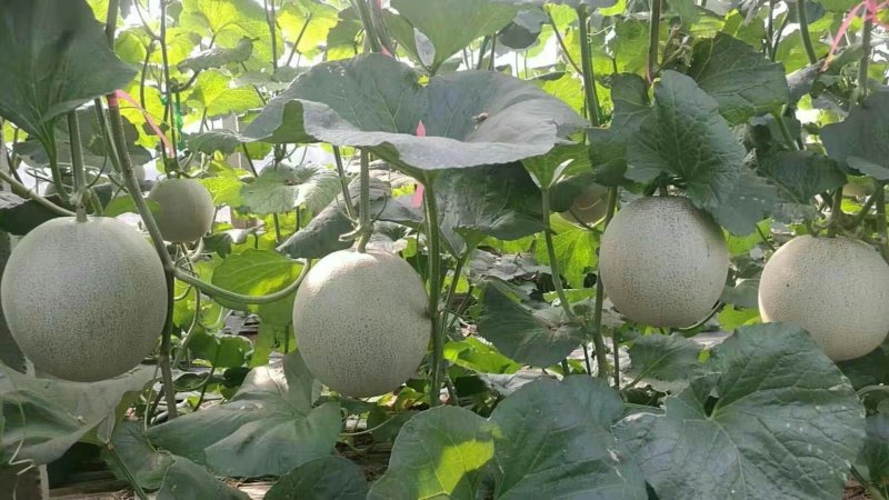 网纹，美华，货量大，糖度高，保证质量。代发全国！