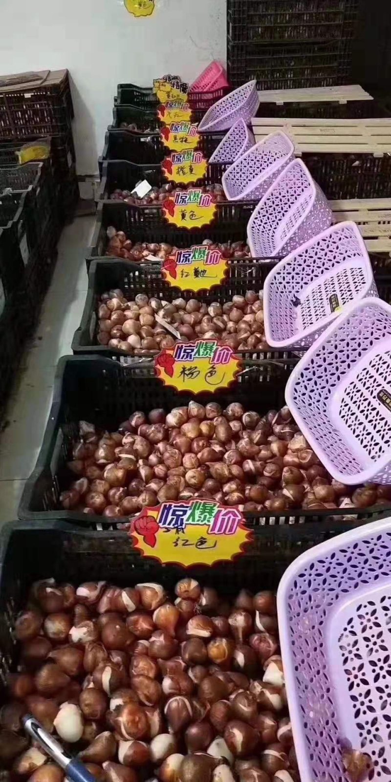 郁金香🌷种树