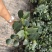 茶花带花苞