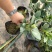 茶花带花苞