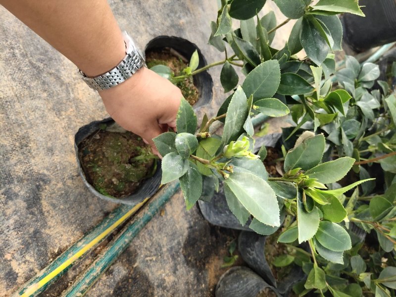 茶花带花苞