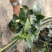 茶花带花苞