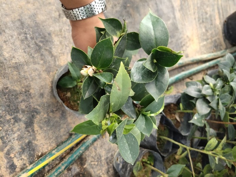 茶花带花苞