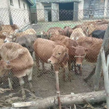 本地土牛