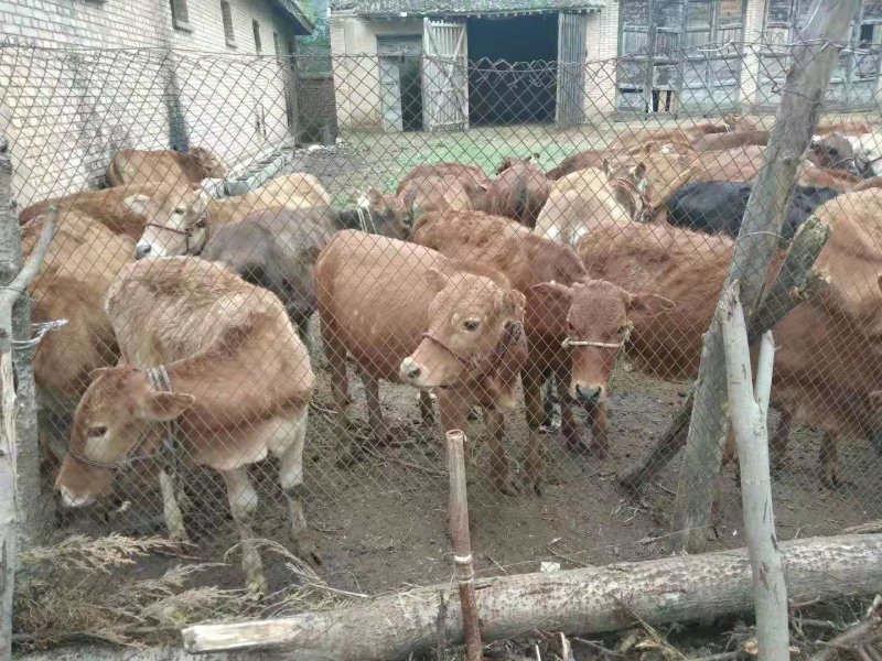本地土牛
