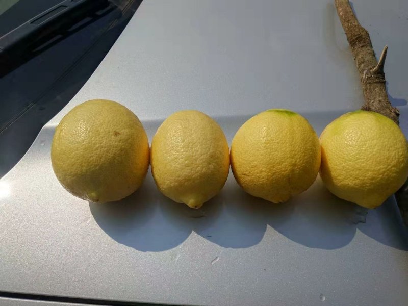 柠檬
