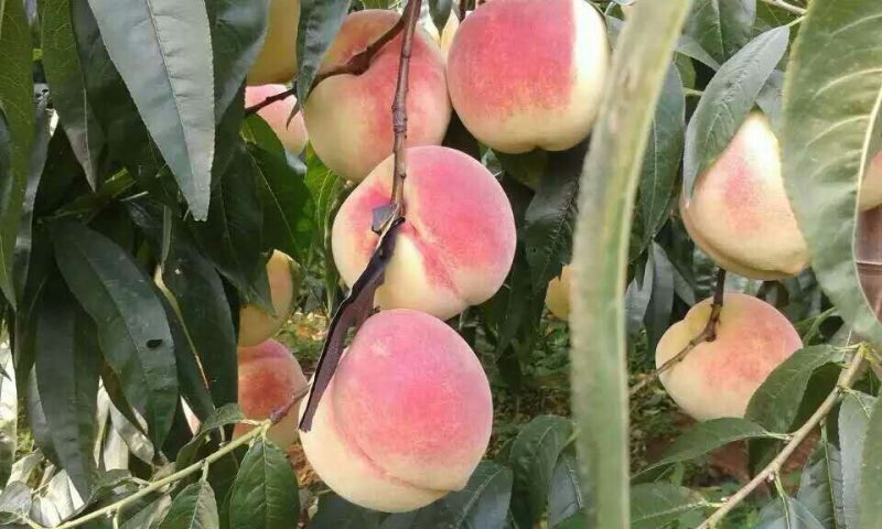 映霜红桃苗80cm以上嫁接成苗，冬桃，冬雪蜜