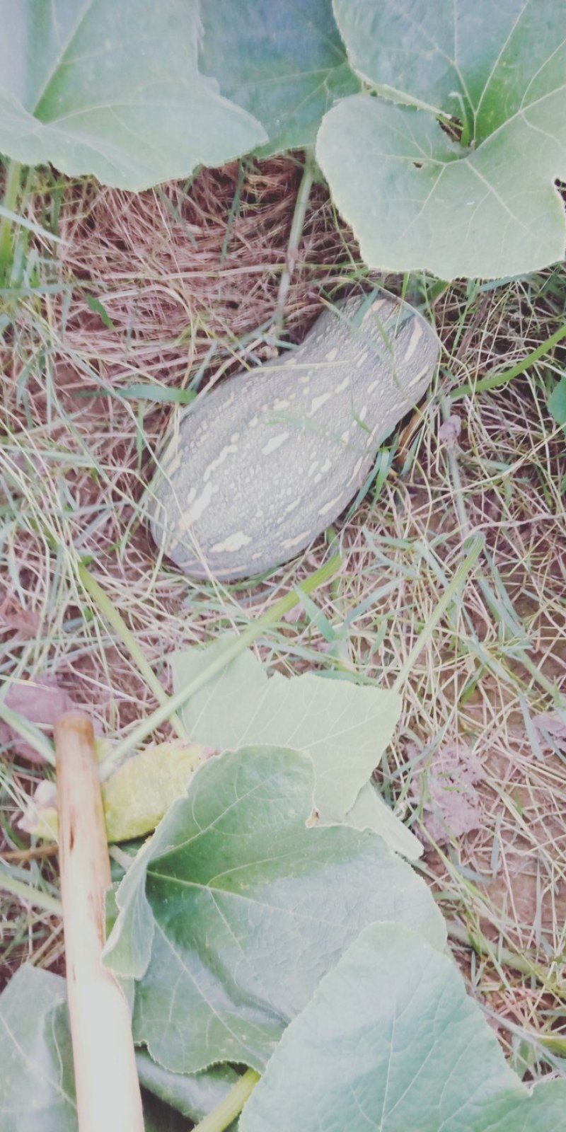 金韩密本南瓜