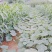 金韩密本南瓜