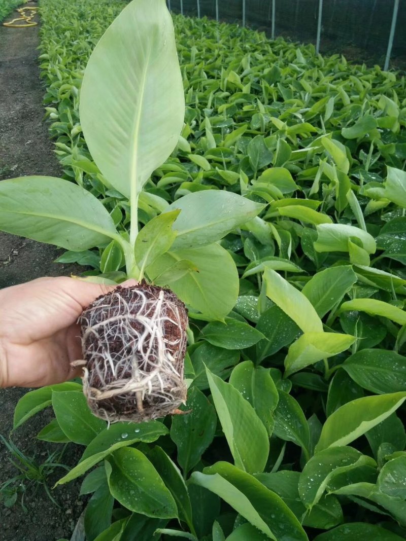 新品种香蕉苗中蕉9号香蕉苗广粉金粉一号香蕉苗品种包纯