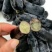 甜蜜蓝宝石葡萄苗50~80cm2年苗，天然无核