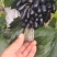 甜蜜蓝宝石葡萄苗50~80cm2年苗，天然无核