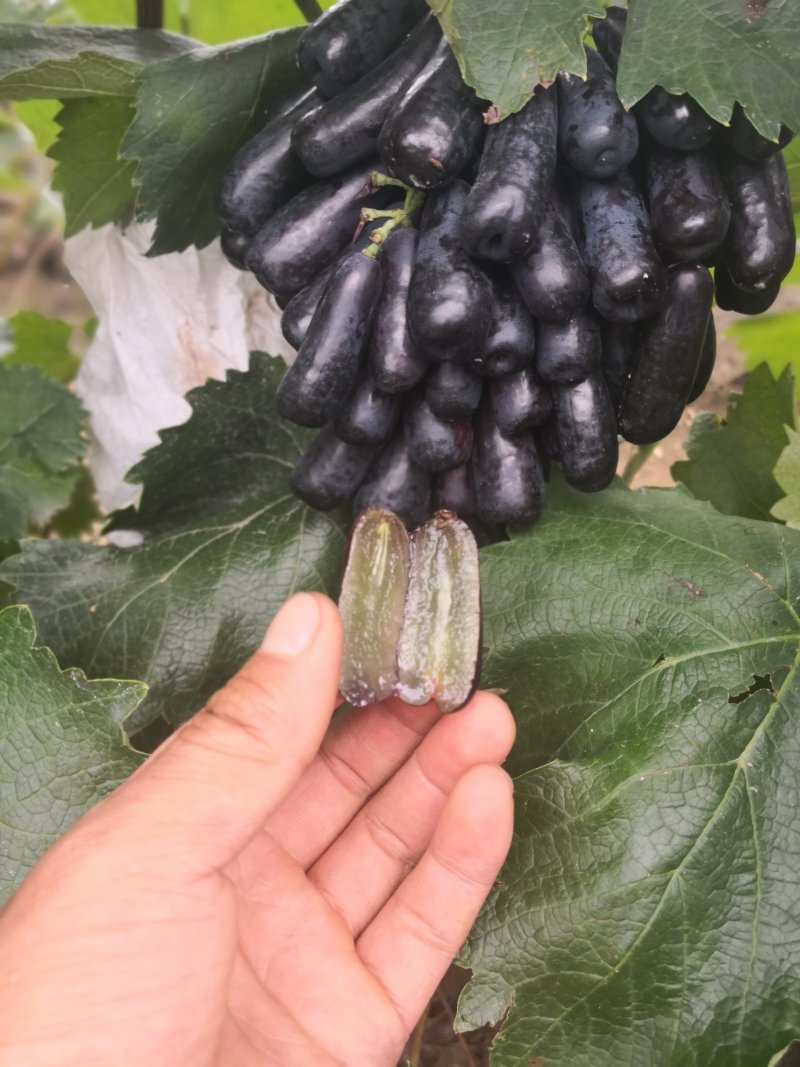 甜蜜蓝宝石葡萄苗50~80cm2年苗，天然无核