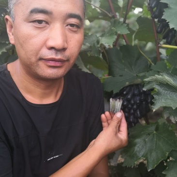 甜蜜蓝宝石葡萄苗50~80cm2年苗，天然无核