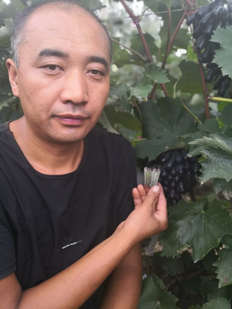 甜蜜蓝宝石葡萄苗50~80cm2年苗，天然无核