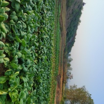 衡阳市珠晖区黄泥嘴条梗白菜条羹白菜条杆白菜
