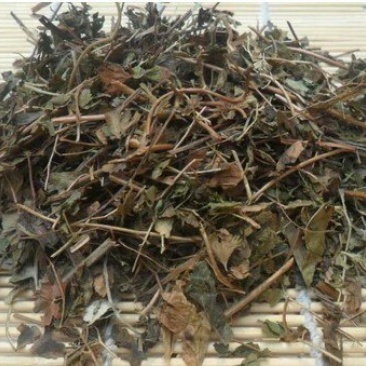 海金沙草千余品种供应承接订单