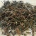 海金沙草千余品种供应承接订单