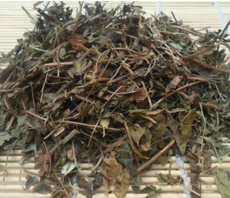 海金沙草千余品种供应承接订单