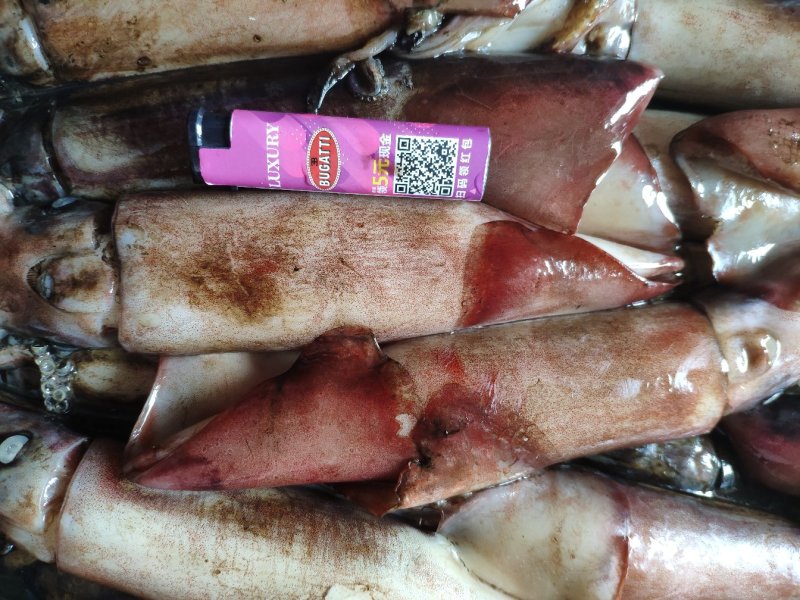 深海鱿鱼深海黑皮鱿，铁板烧鱿鱼。烧烤鱿鱼