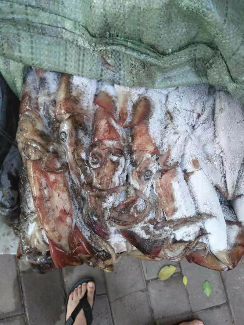 深海鱿鱼深海黑皮鱿，铁板烧鱿鱼。烧烤鱿鱼