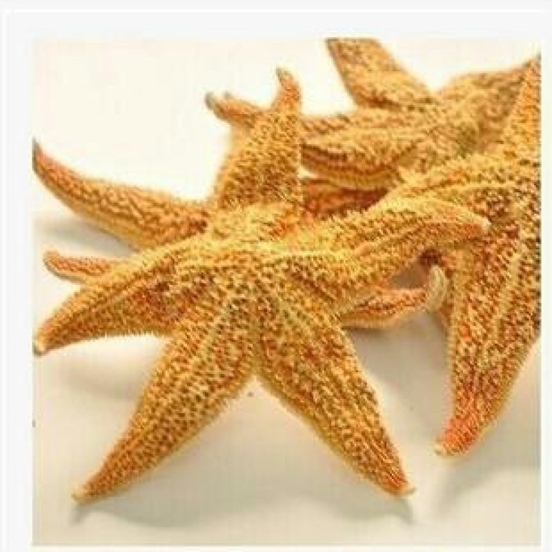 海星千余品种供应承接订单