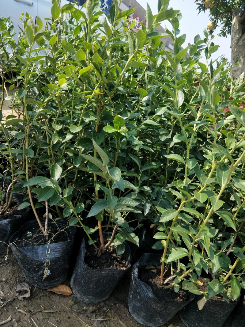 蓝莓苗薄雾蓝莓盆景蓝莓树苗南北方盆栽地栽微土球发货