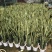 金边高脚虎皮兰