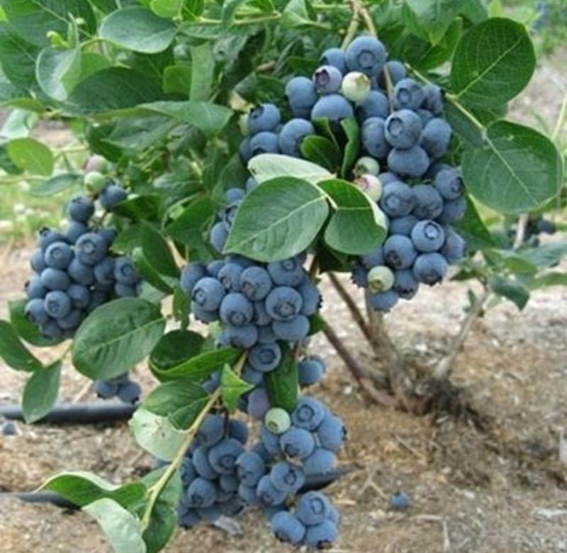 蓝莓苗薄雾蓝莓盆景蓝莓树苗南北方盆栽地栽微土球发货