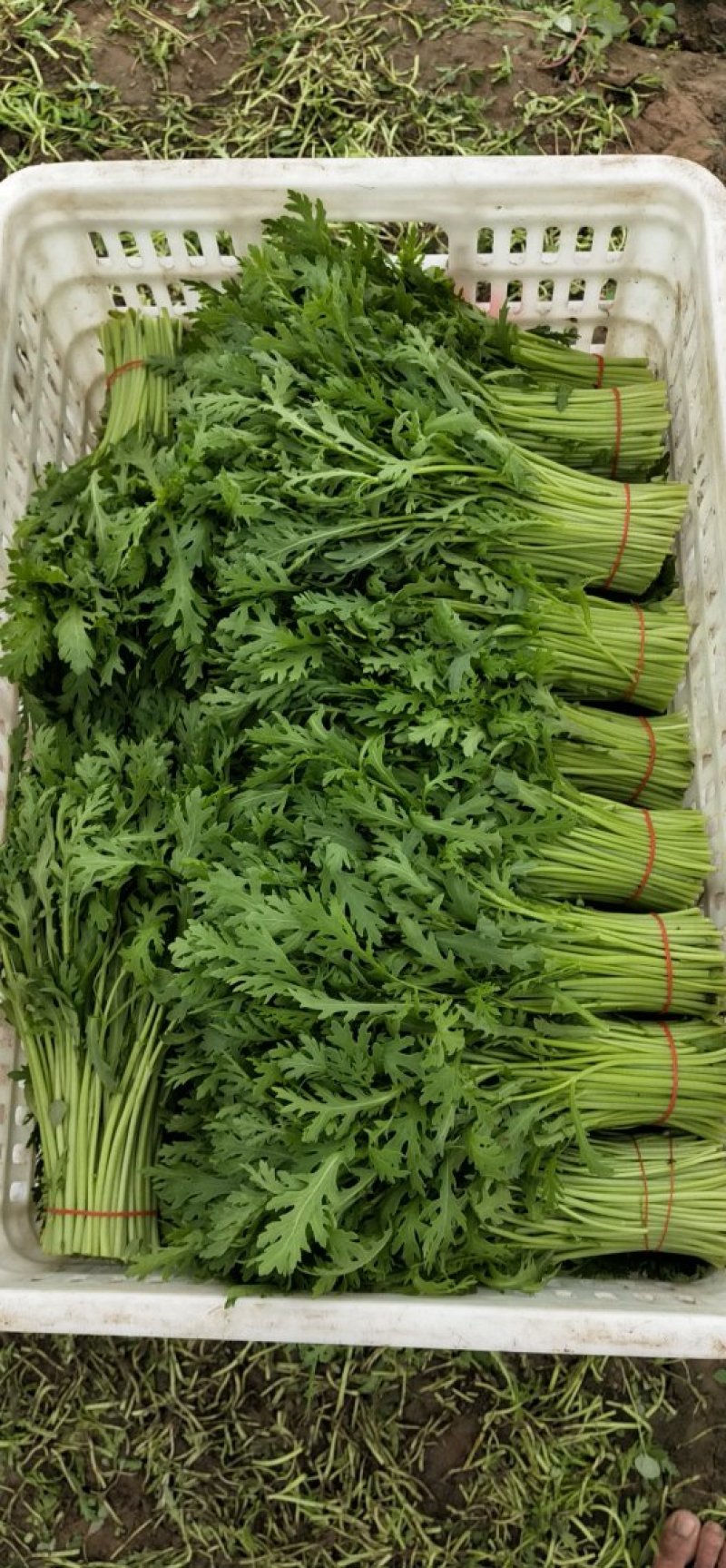 极品茼蒿长年供应，量大的来
