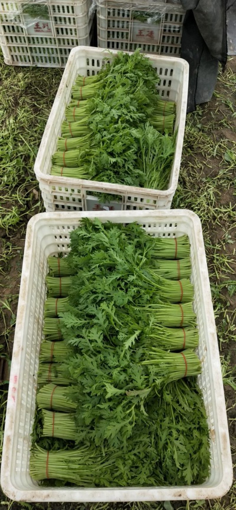 极品茼蒿长年供应，量大的来