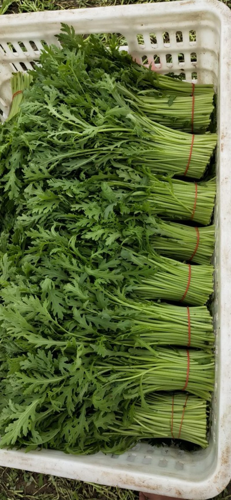 极品茼蒿长年供应，量大的来