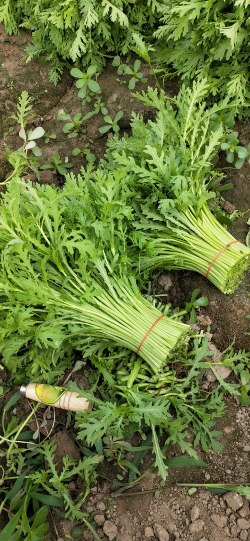 极品茼蒿长年供应，量大的来