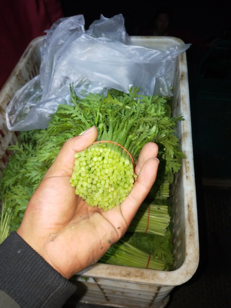 极品茼蒿长年供应，量大的来
