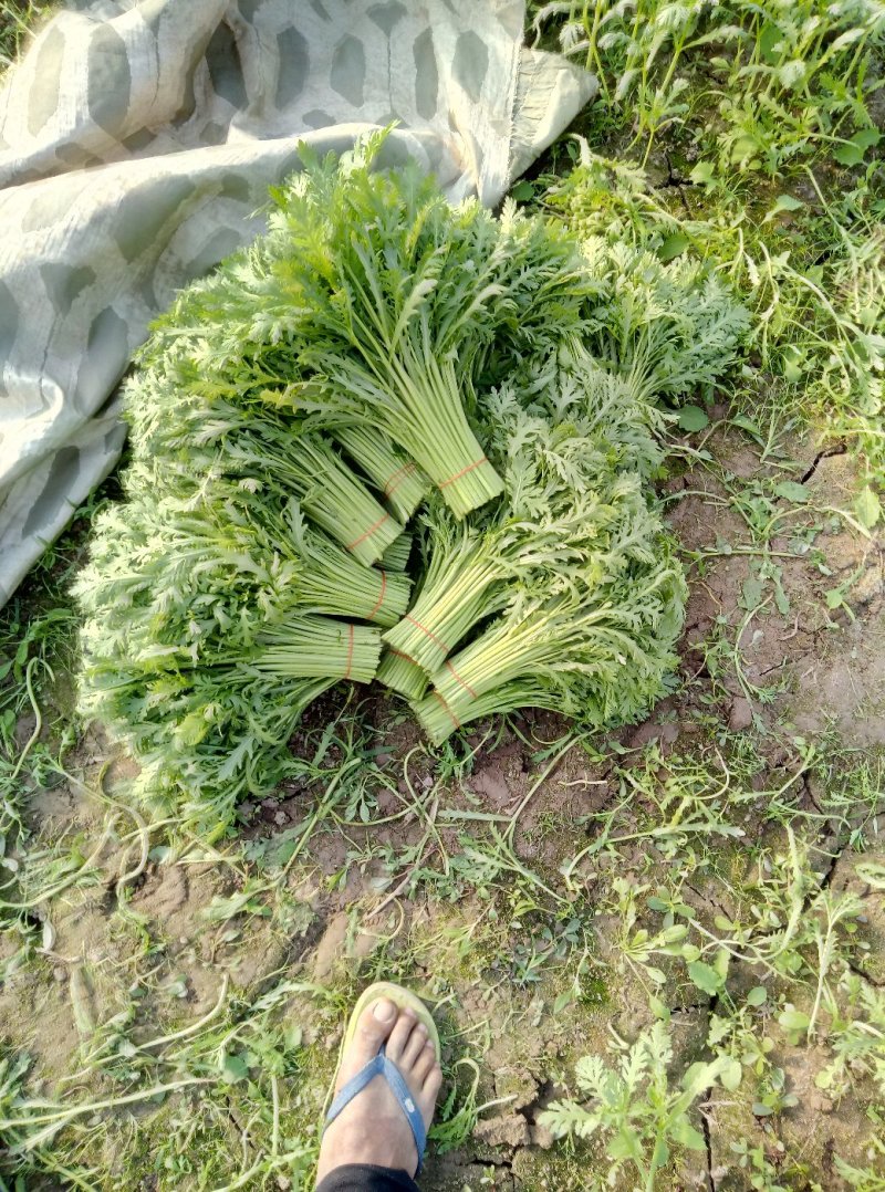 极品茼蒿长年供应，量大的来
