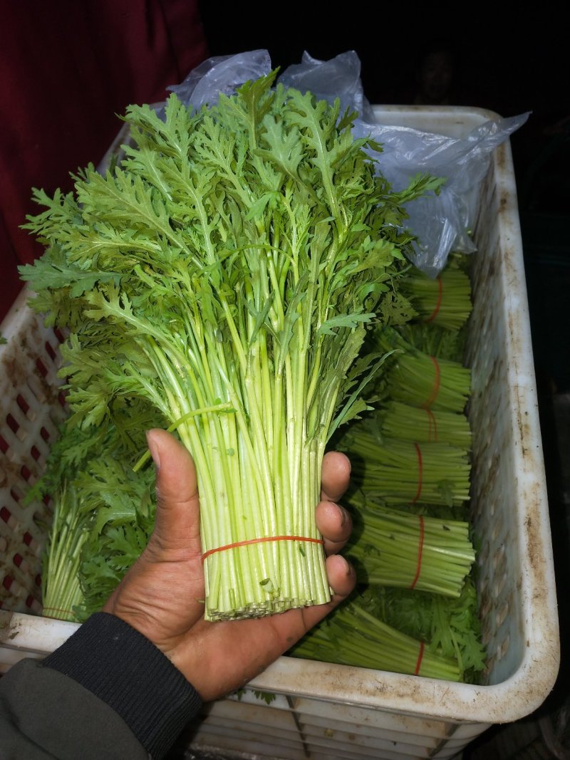 极品茼蒿长年供应，量大的来