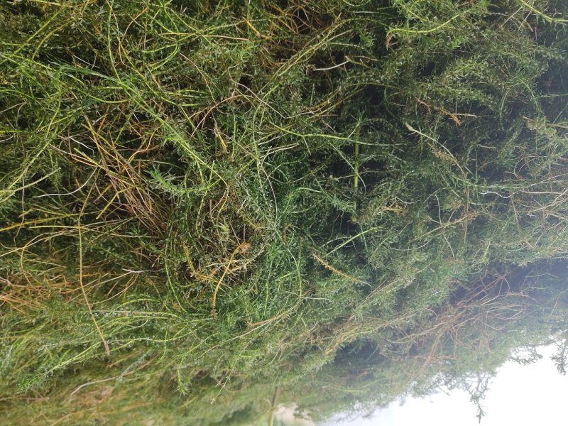 伊乐藻，吃不败，小龙虾螃蟹养殖专用水草，易成活