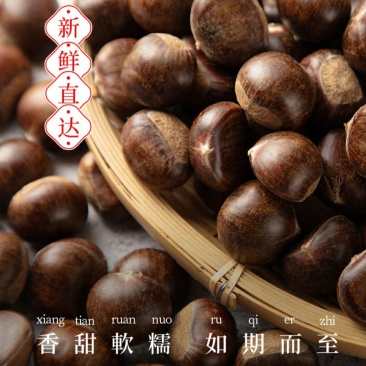 2021广西新鲜土板栗上市
